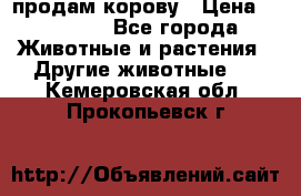 продам корову › Цена ­ 70 000 - Все города Животные и растения » Другие животные   . Кемеровская обл.,Прокопьевск г.